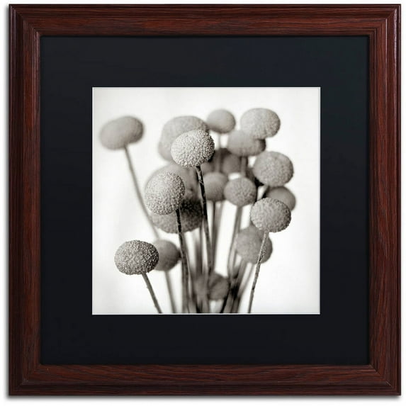 Trademark Fine Art "Florison 33" Canvas Art by Alan Blaustein, Black Matte, Wood Frame