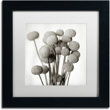 Trademark Fine Art "Florison 33" Canvas Art by Alan Blaustein, White Matte, Black Frame