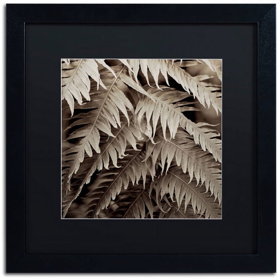 Trademark Fine Art "Florison 51" Canvas Art by Alan Blaustein, Black Matte, Black Frame