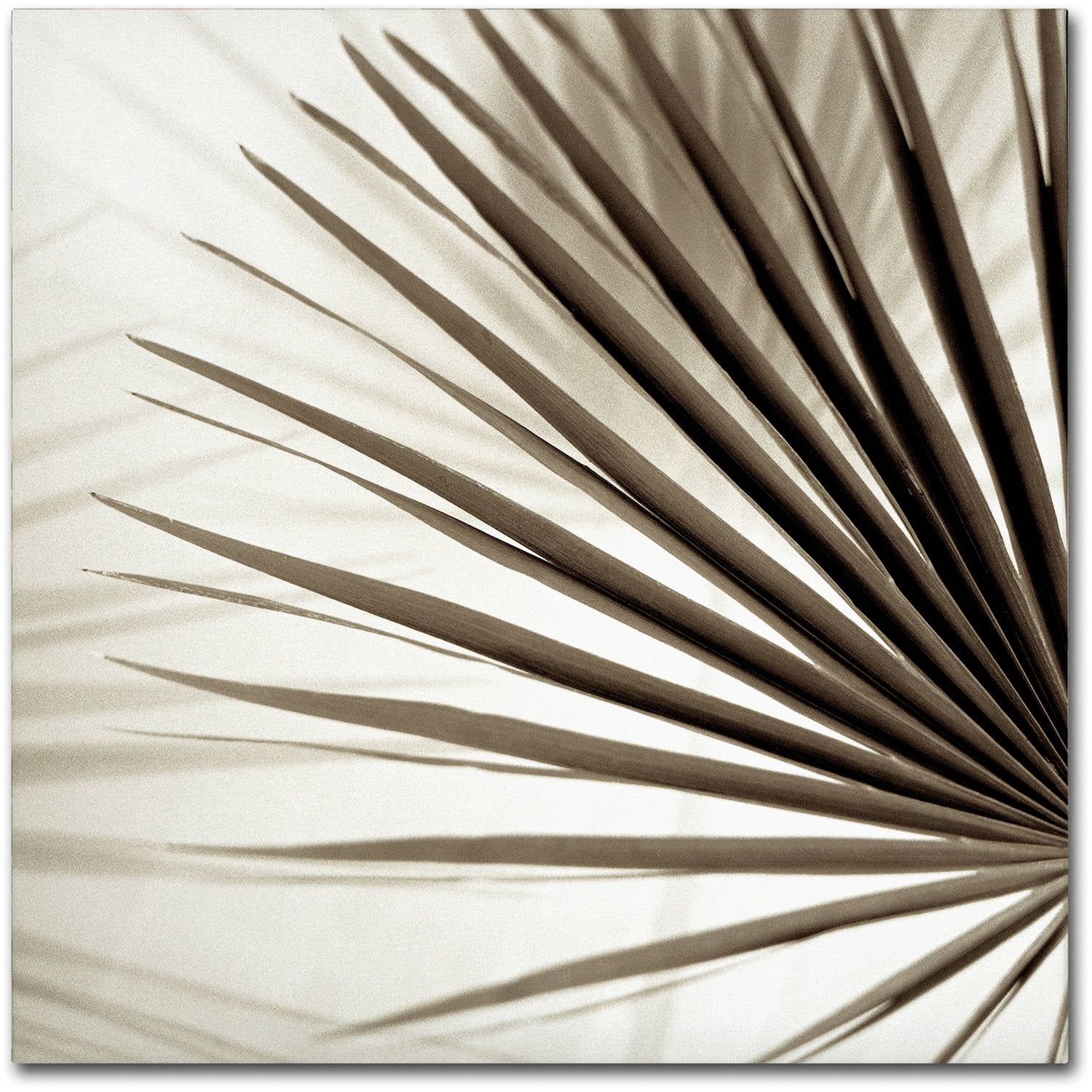 Trademark Fine Art "Florison 66" Canvas Art by Alan Blaustein