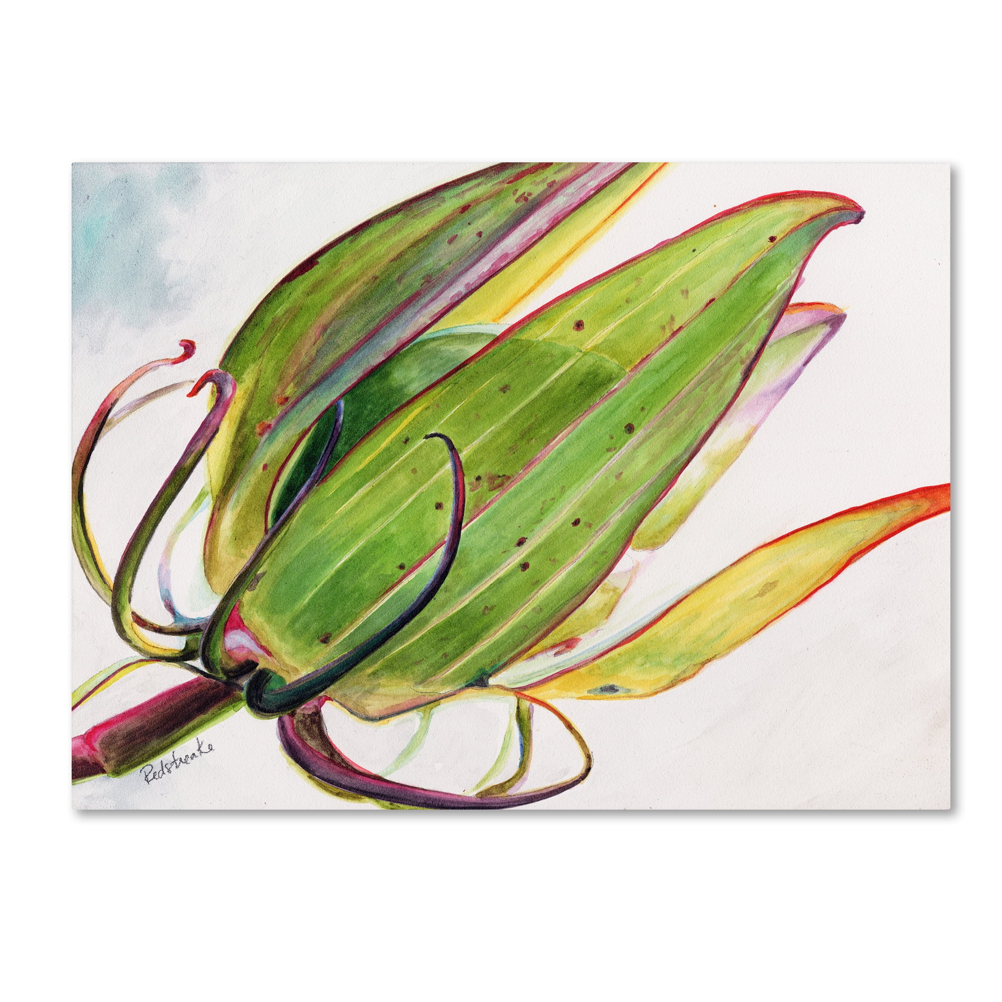 Trademark Fine Art "Flower Pod" Canvas Art by Jennifer Redstreake