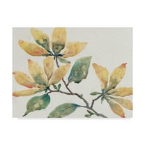 Trademark Fine Art 'Flowering Branch II' Canvas Art by Tim OToole