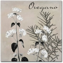 Trademark Fine Art "Flowering Herbs II" Canvas Art by Color Bakery