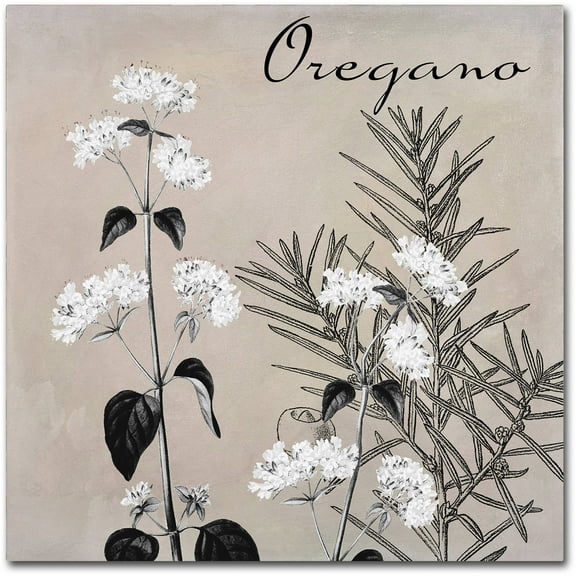 Trademark Fine Art "Flowering Herbs II" Canvas Art by Color Bakery