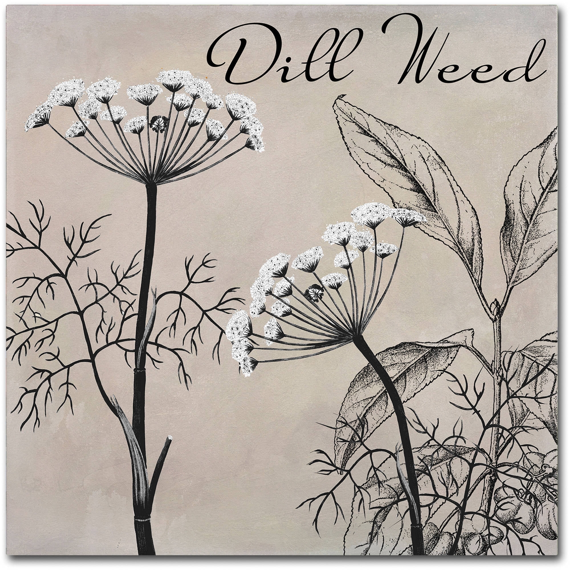 Trademark Fine Art "Flowering Herbs III" Canvas Art by Color Bakery