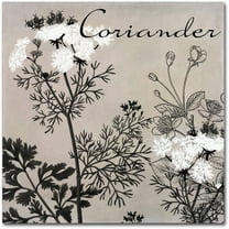 Trademark Fine Art "Flowering Herbs IV" Canvas Art by Color Bakery