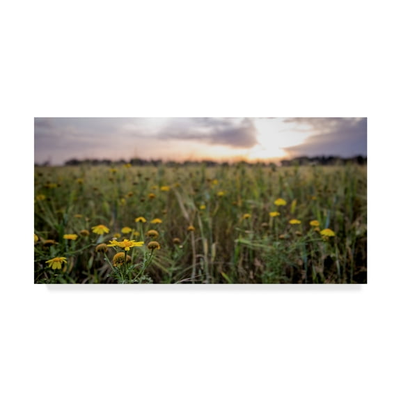 Trademark Fine Art 'Flowers In The Sunset' Canvas Art by Giuseppe Torre
