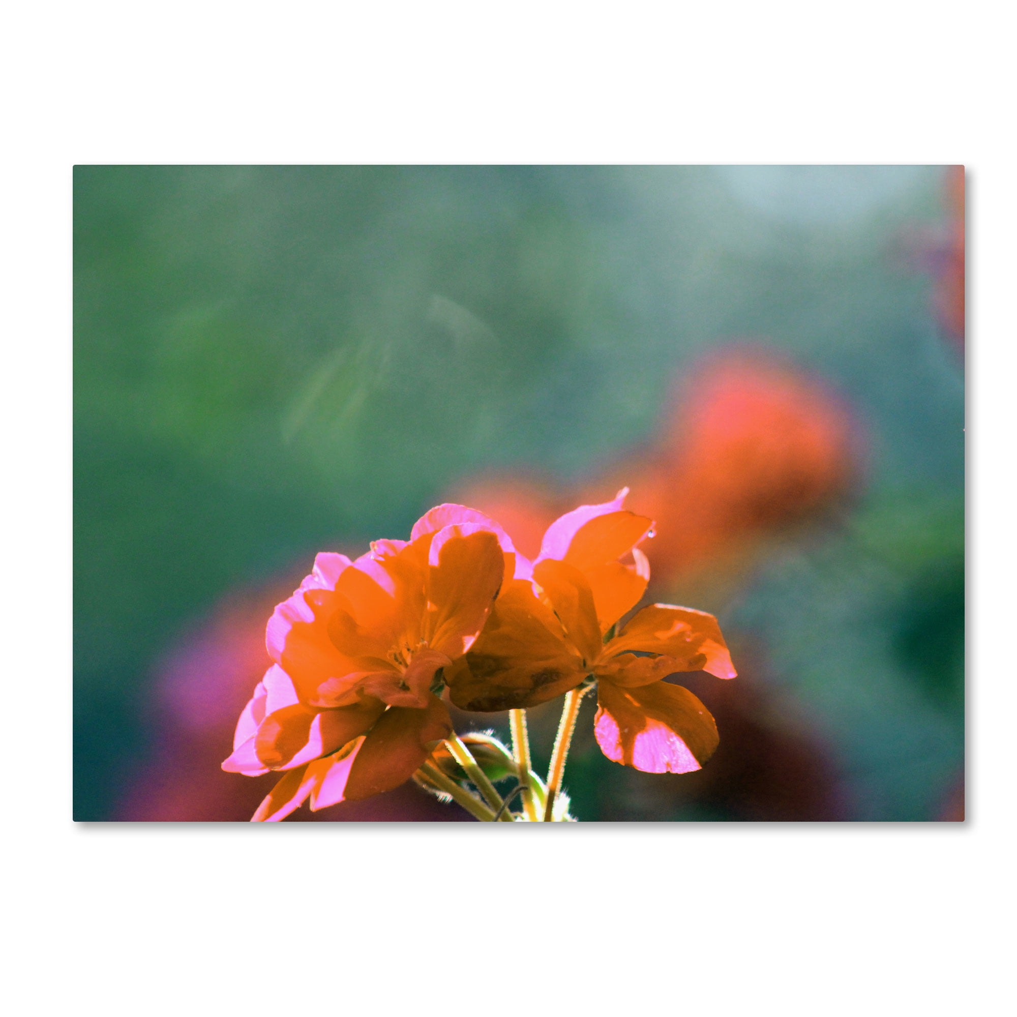 Trademark Fine Art "Flowers & Sun" Canvas Wall Art by Patty Tuggle
