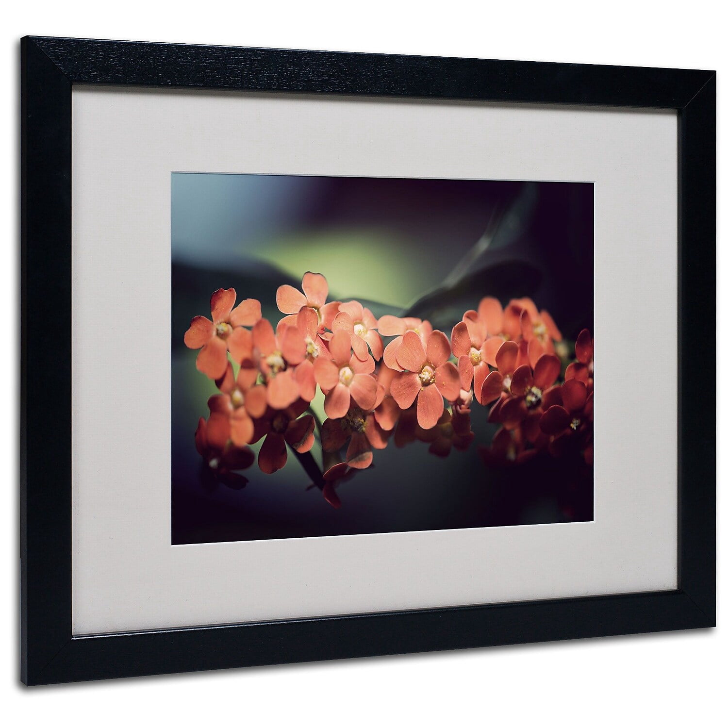 Trademark Fine Art "Flowers Waiting" Canvas Art by Philippe Sainte-Laudy, Black Frame