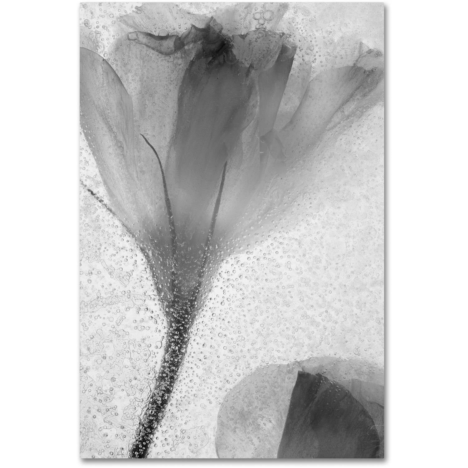 Trademark Fine Art "Flowers on Ice-13" Canvas Art by Moises Levy