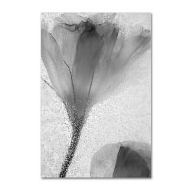Trademark Fine Art "Flowers on Ice-13" Canvas Art by Moises Levy