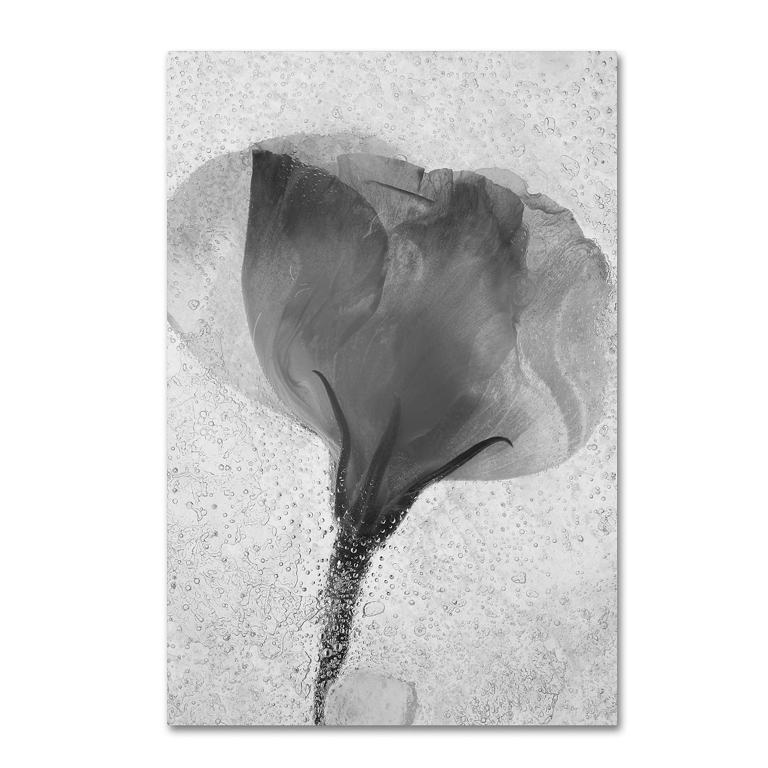 Trademark Fine Art "Flowers on Ice BW-2" Canvas Art by Moises Levy