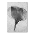thumbnail image 1 of Trademark Fine Art "Flowers on Ice BW-2" Canvas Art by Moises Levy, 1 of 1