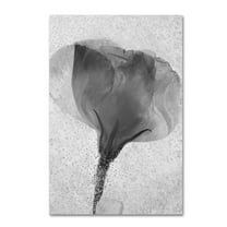 Trademark Fine Art "Flowers on Ice BW-2" Canvas Art by Moises Levy
