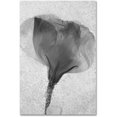 thumbnail image 1 of Trademark Fine Art "Flowers on Ice BW-2" Canvas Art by Moises Levy, 1 of 4