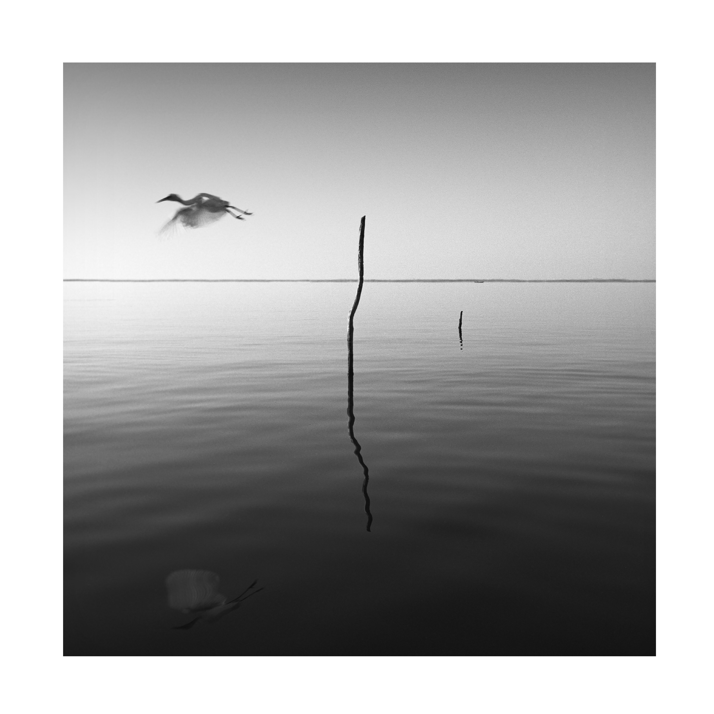 Trademark Fine Art "Fly" Canvas Art by Moises Levy