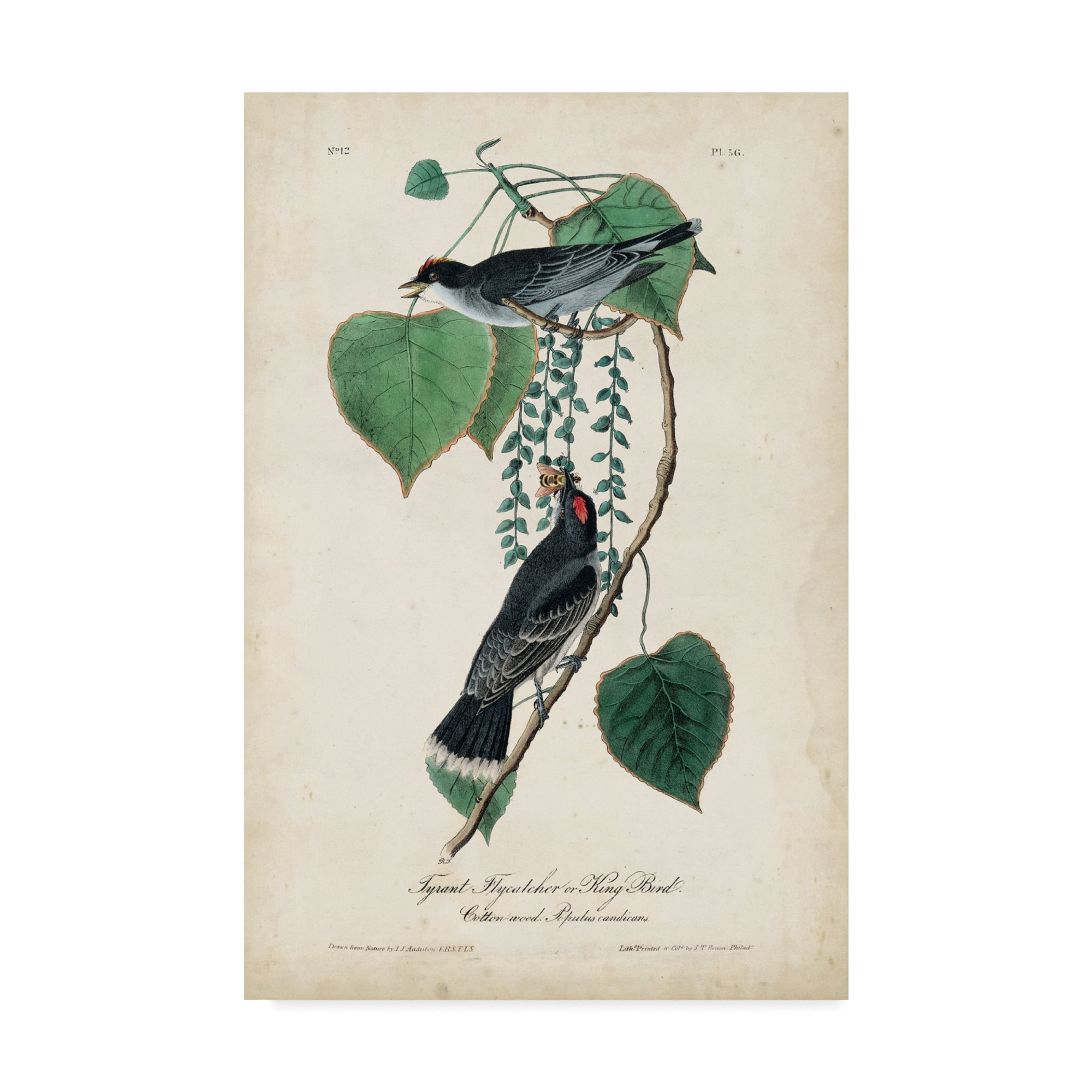 Trademark Fine Art 'Flycatcher And King Bird' Canvas Art by John James Audubon