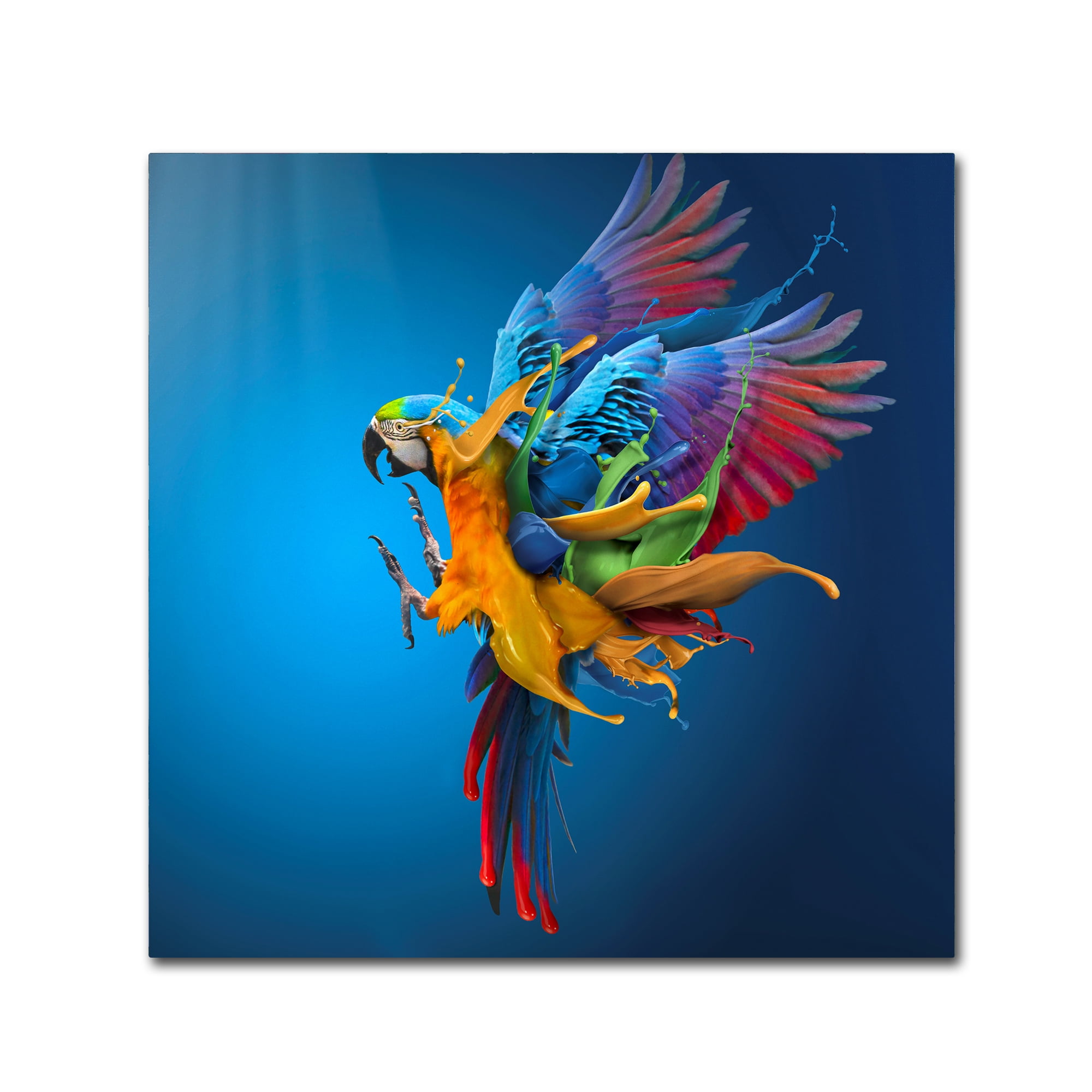 Trademark Fine Art 'Flying Colours' Canvas Art by Sulaiman Almawash