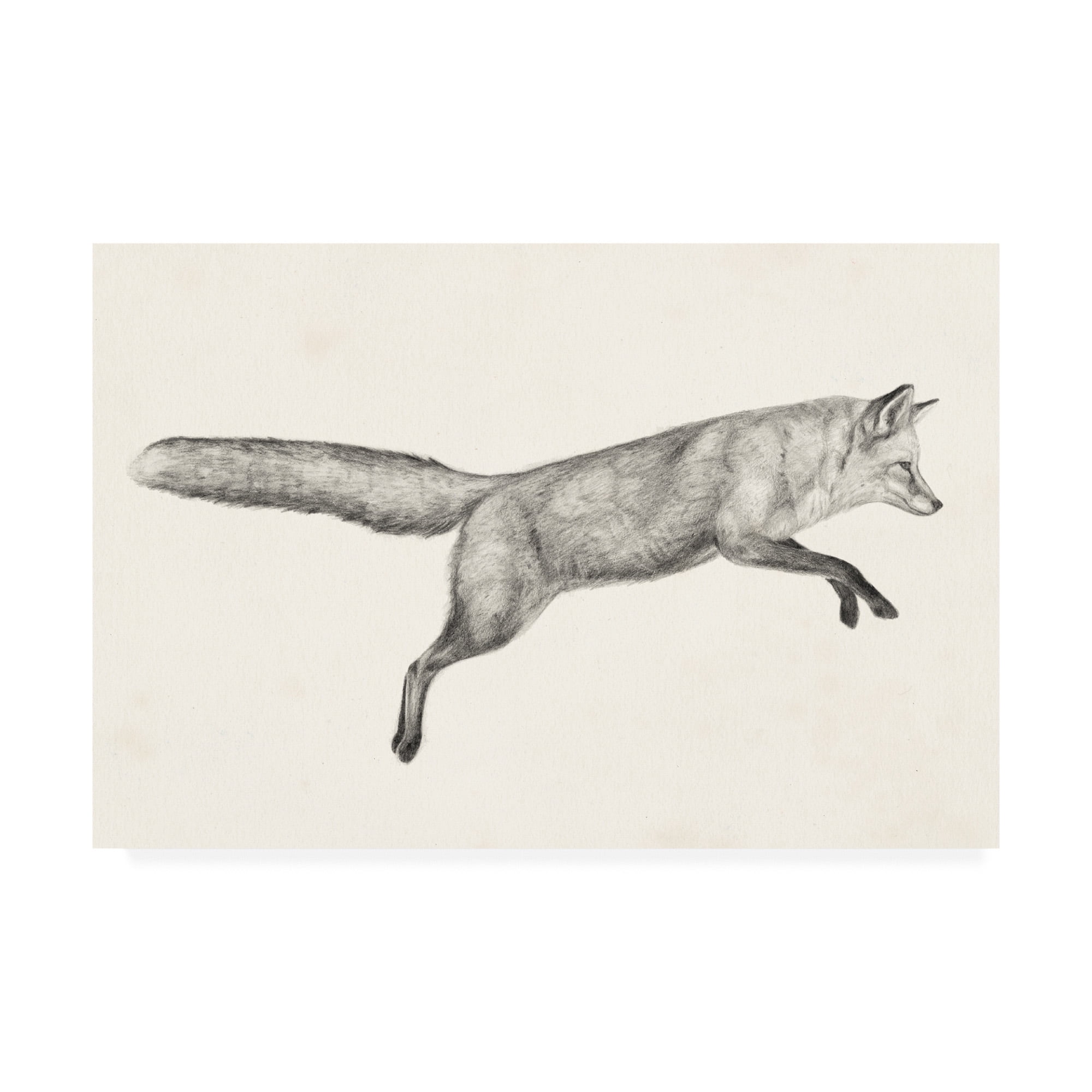 Trademark Fine Art 'Flying Fox I' Canvas Art by Victoria Borges