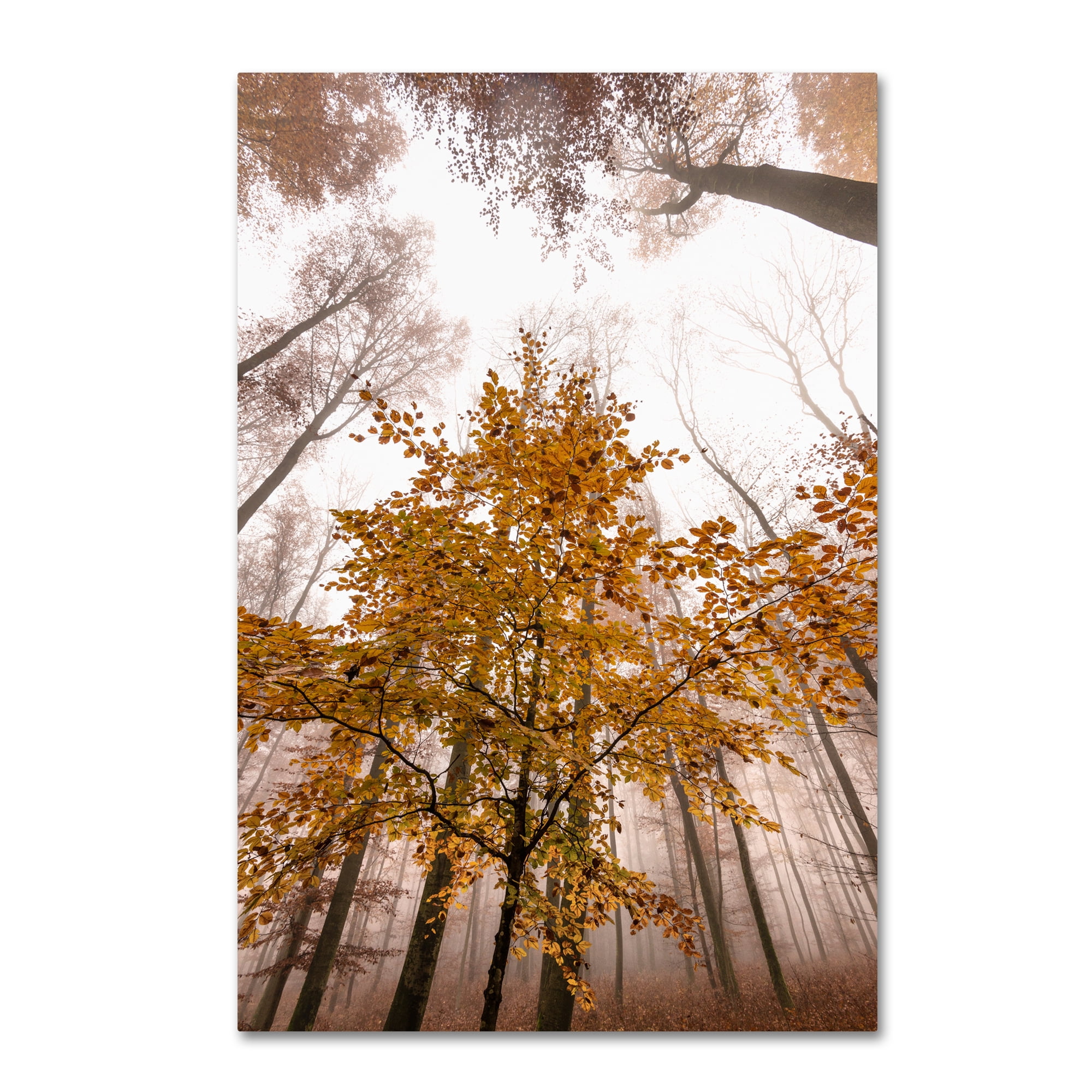 Trademark Fine Art "Foggy Days" Canvas Art by Philippe Sainte-Laudy