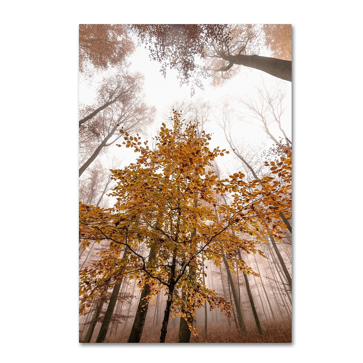 Trademark Fine Art "Foggy Days" Canvas Art by Philippe Sainte-Laudy