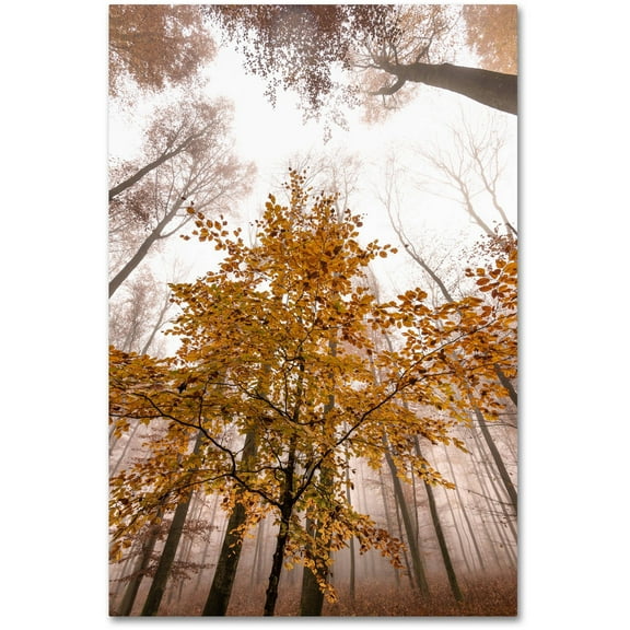 Trademark Fine Art "Foggy Days" Canvas Art by Philippe Sainte-Laudy