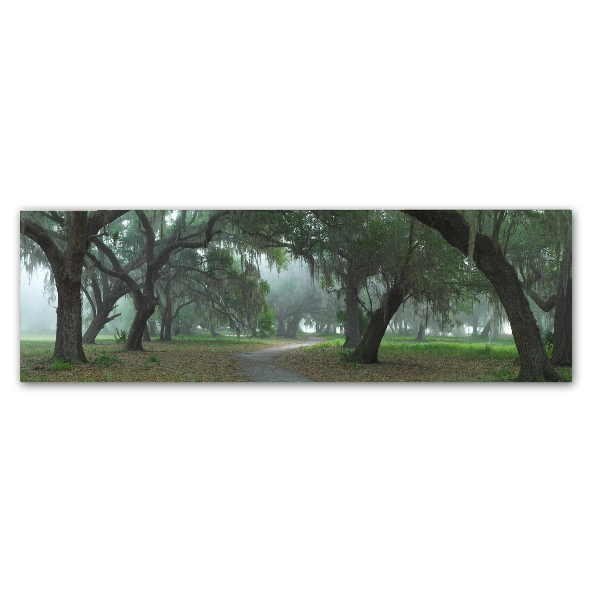 Trademark Fine Art 'Foggy Landscape' Canvas Art by Doug Cavanah