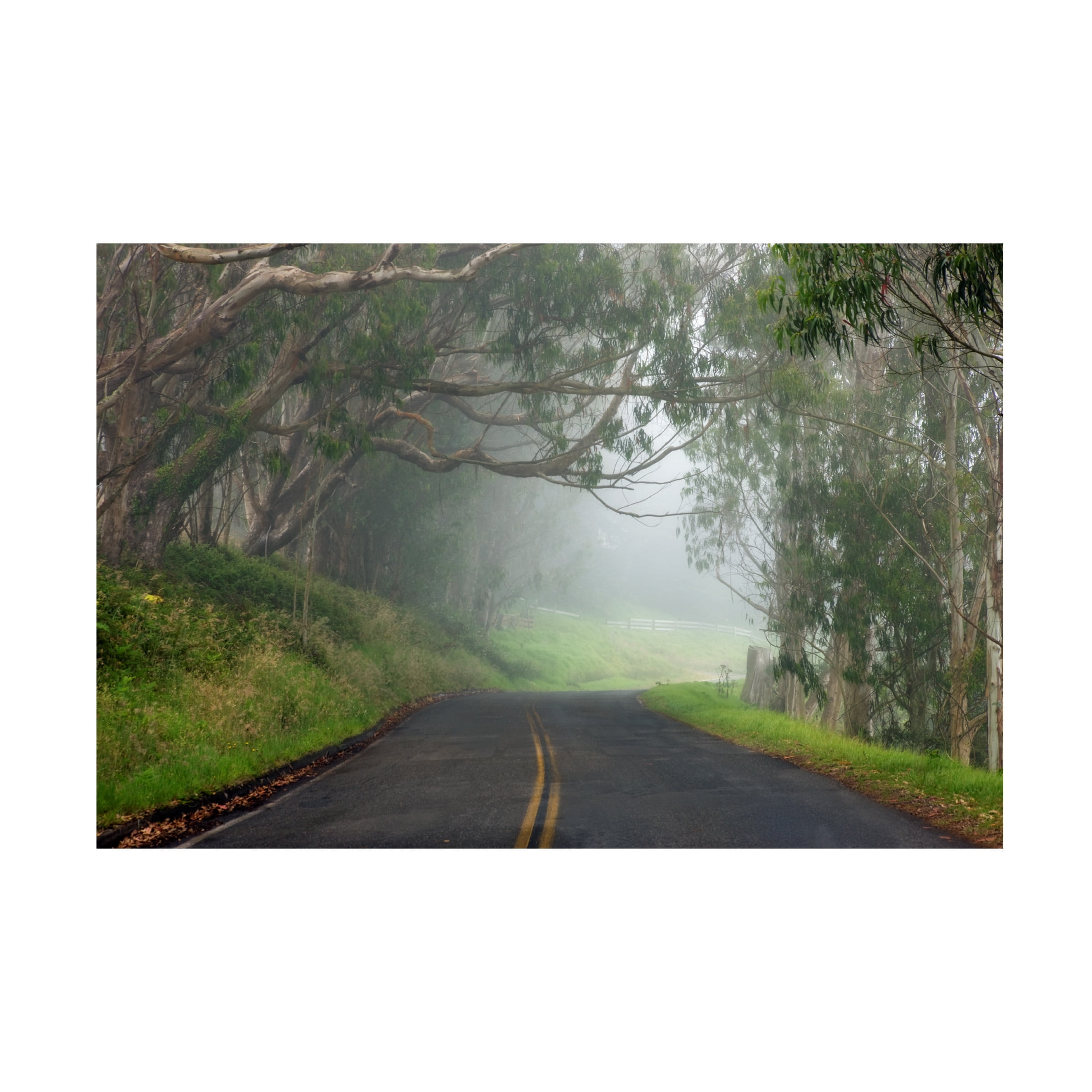 Trademark Fine Art 'Foggy Road near Dillon Beach' Canvas Art by Mike Jones Photo
