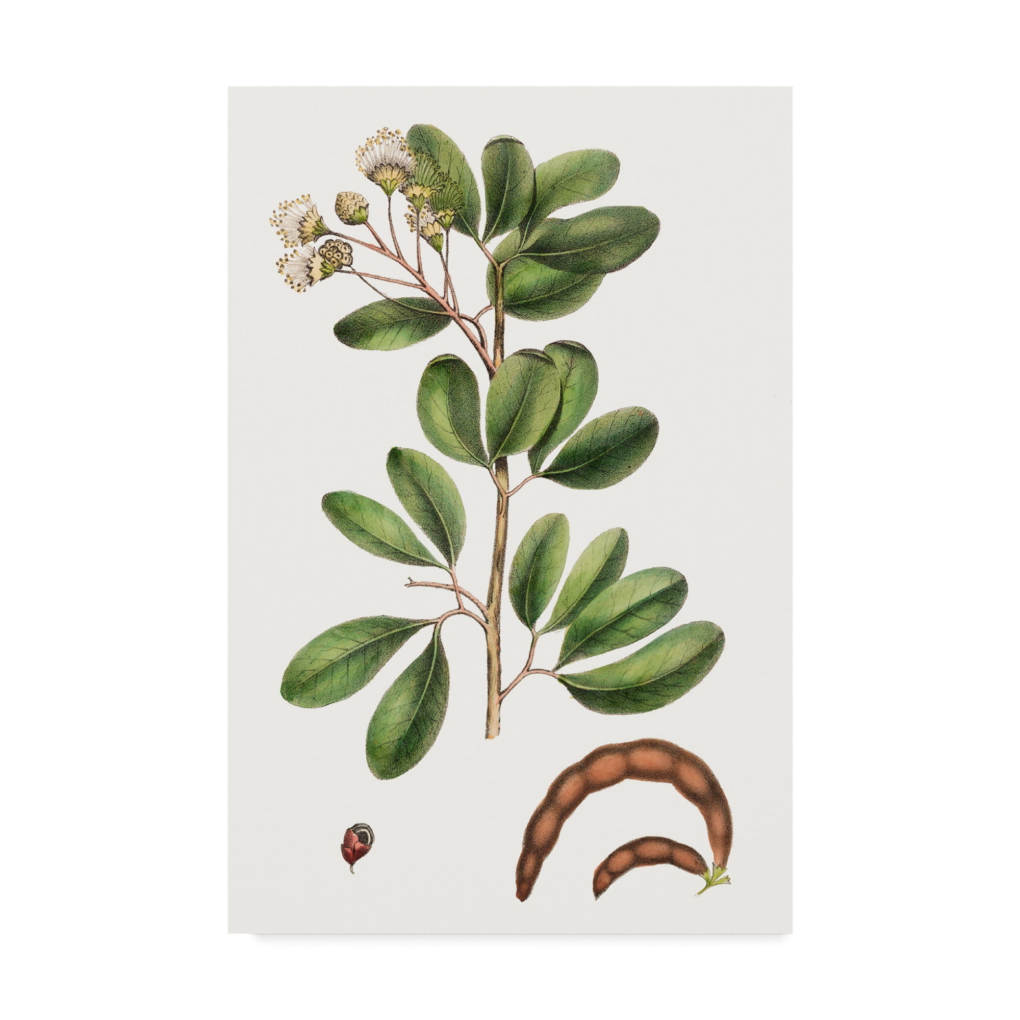 Foliage & Blooms III Green Leaves on White Canvas Art