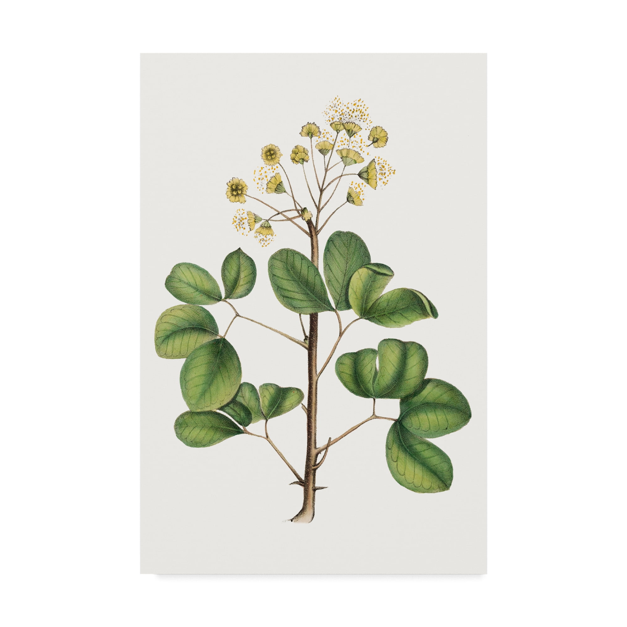 Trademark Fine Art 'Foliage & Blooms IV' Canvas Art by Thomas Nuttall