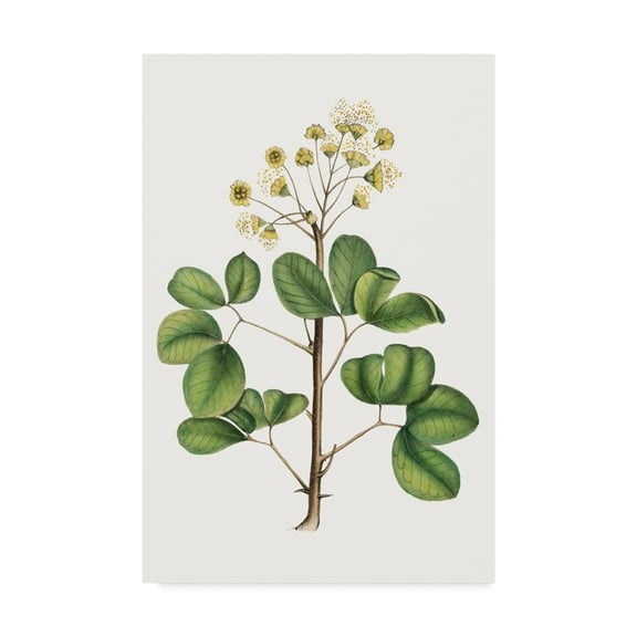 Trademark Fine Art 'Foliage & Blooms IV' Canvas Art by Thomas Nuttall