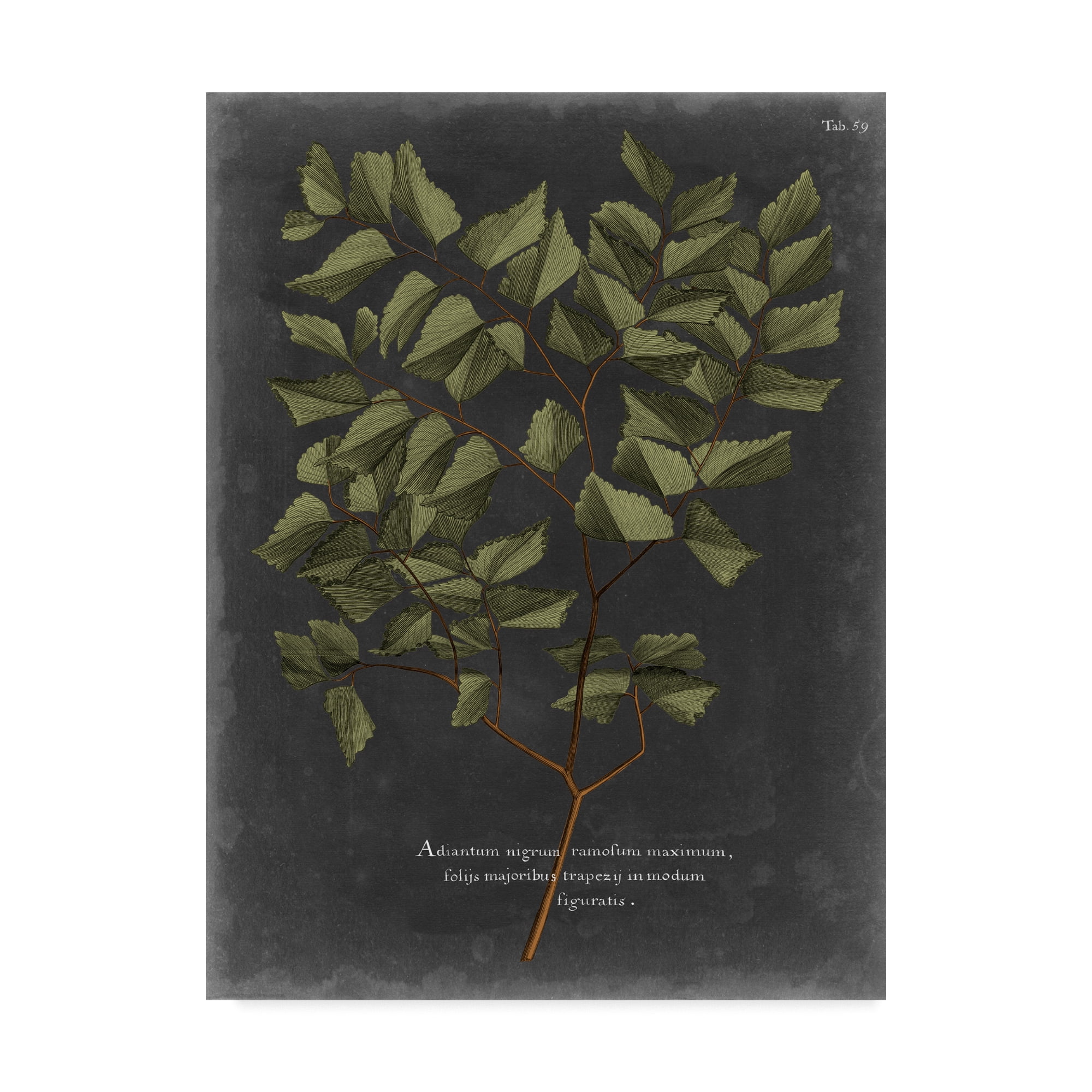 Trademark Fine Art 'Foliage Dramatique V' Canvas Art by Vision Studio