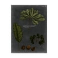 thumbnail image 1 of Trademark Fine Art 'Foliage Dramatique VI' Canvas Art by Vision Studio, 1 of 4