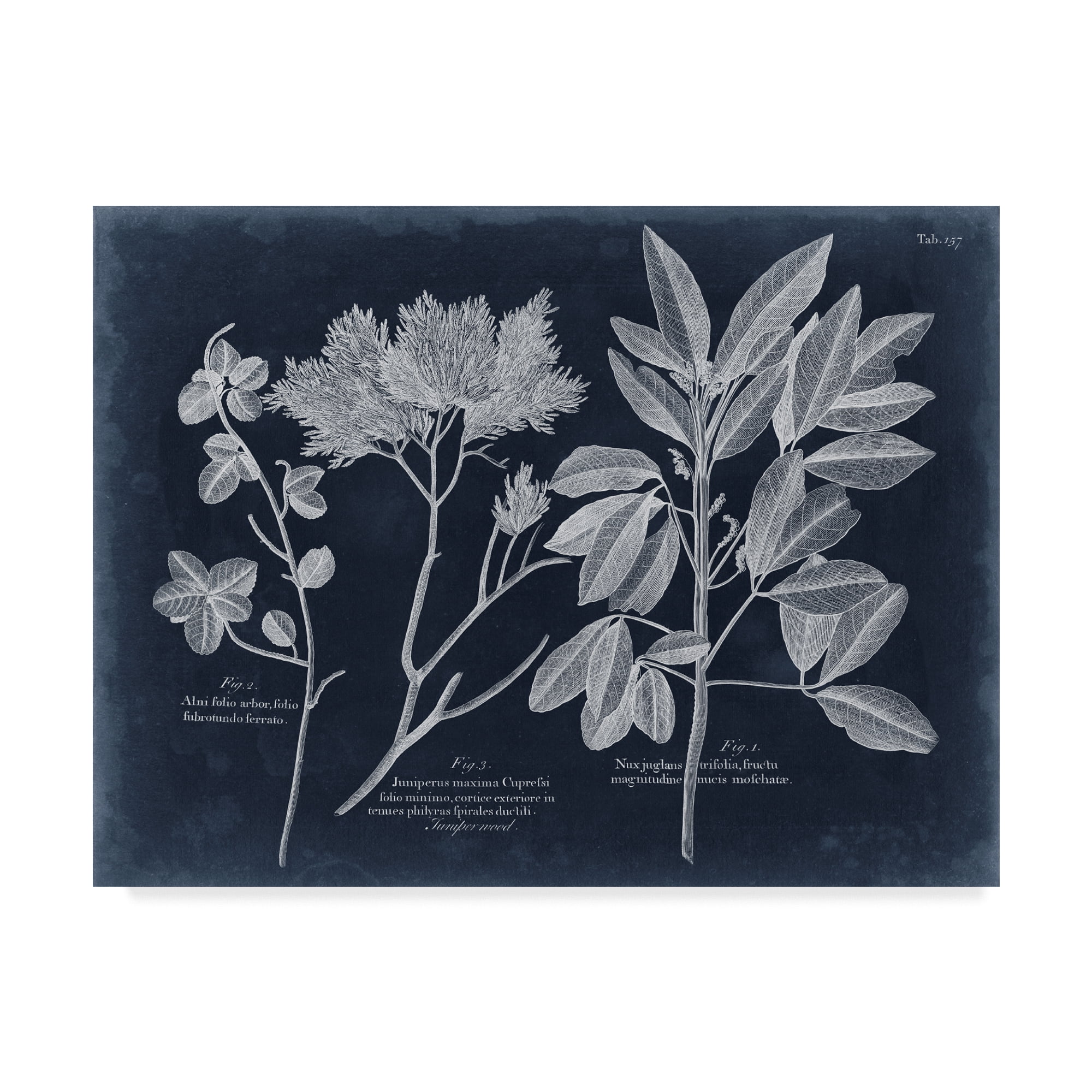 Trademark Fine Art 'Foliage on Navy VI' Canvas Art by Vision Studio