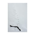 thumbnail image 1 of Trademark Fine Art 'Footprints on the Marsh' Canvas Art by Kurt Shaffer, 1 of 4
