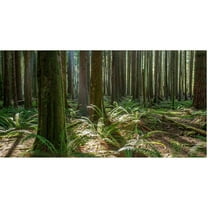 Trademark Fine Art "Forest" Canvas Art by Pierre Leclerc