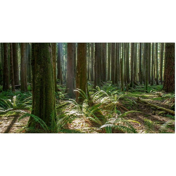 Trademark Fine Art "Forest" Canvas Art by Pierre Leclerc