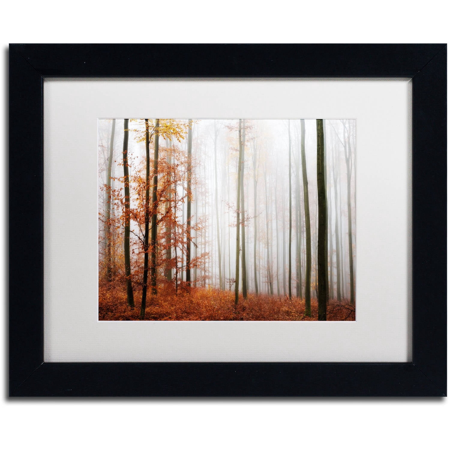 Trademark Fine Art "Forest Corner" Canvas Art by Philippe Sainte-Laudy White Matte, Black Frame