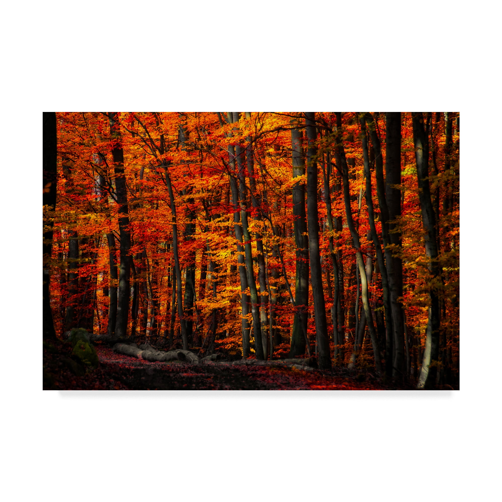Trademark Fine Art 'Forest Density' Canvas Art by Philippe Sainte-Laudy