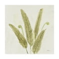 thumbnail image 1 of Trademark Fine Art 'Forest Ferns II v2' Canvas Art by Albena Hristova, 1 of 4