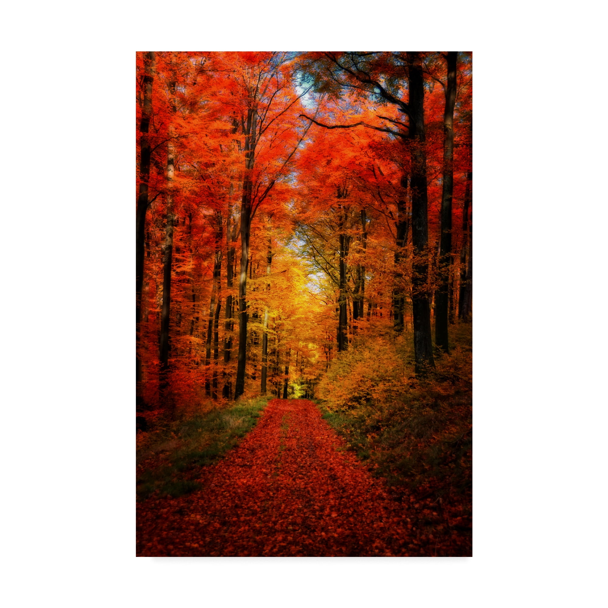 Trademark Fine Art 'Forest Garden' Canvas Art by Philippe Sainte-Laudy