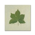 thumbnail image 1 of Trademark Fine Art 'Forest Leaves I no Lines' Canvas Art by Kathrine Lovell, 1 of 3