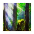 thumbnail image 1 of Trademark Fine Art 'Forest Light Square' Canvas Art by Jason Matias, 1 of 3