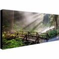 thumbnail image 1 of Trademark Fine Art "Forest Sunlight" Canvas Art by Pierre Leclerc, 1 of 3