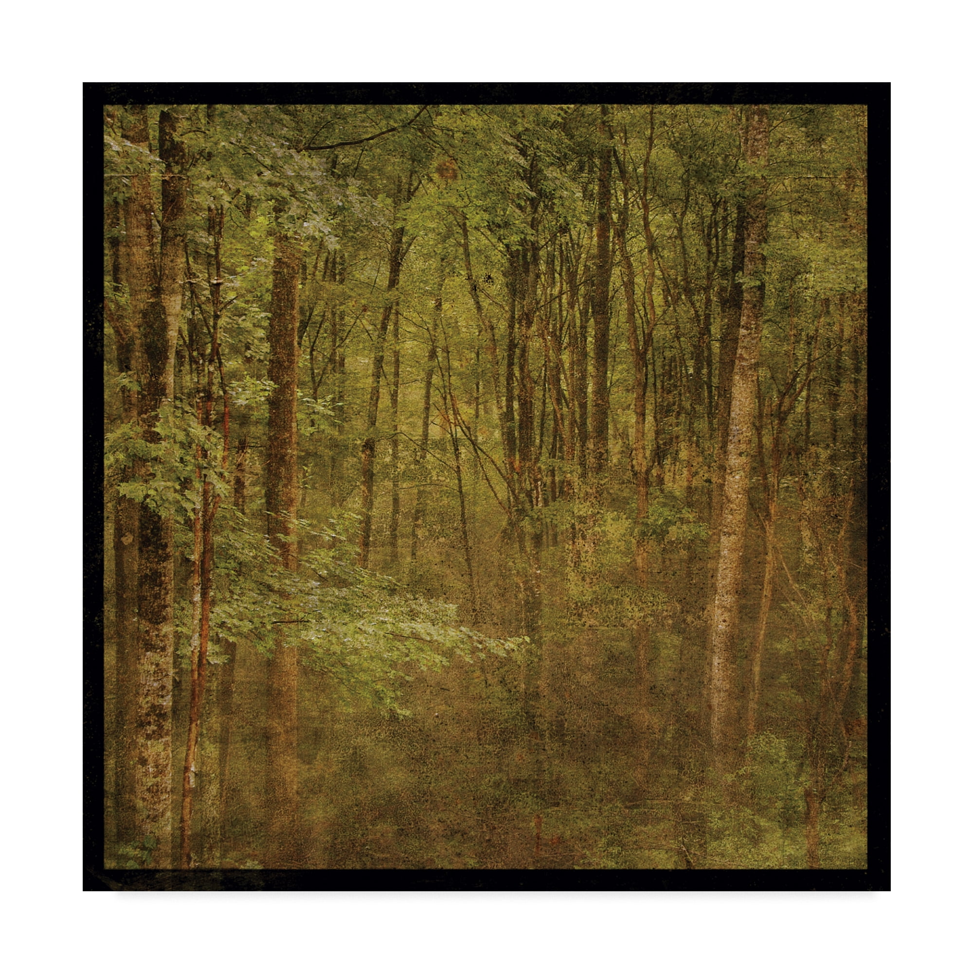 Trademark Fine Art 'Forest Trees' Canvas Art by John W. Golden