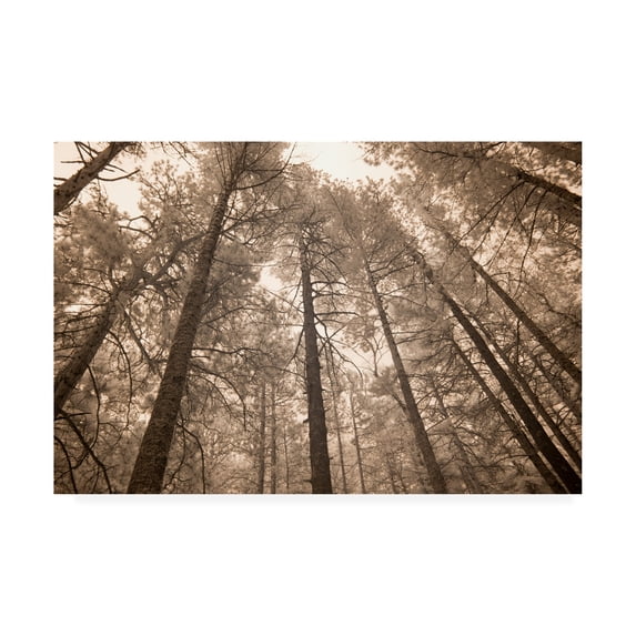 Trademark Fine Art 'Forest Under Sky Sepia Tone' Canvas Art by Monte Nagler