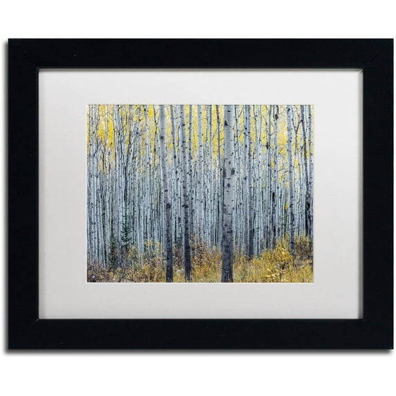 Trademark Fine Art 'Forest of Aspen Trees' Canvas Art by Pierre Leclerc, White Matte, Black Frame