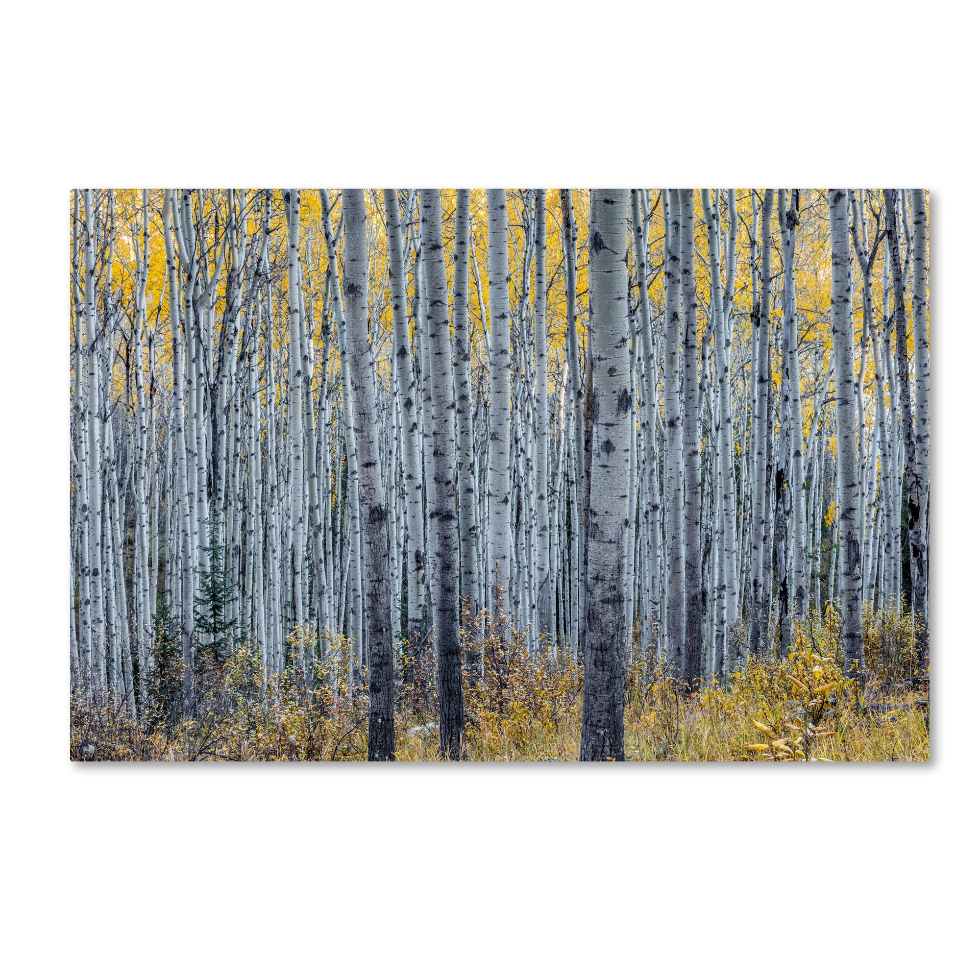 Pierre Leclerc 'Forest of Aspen Trees' Canvas Art 16 x 24