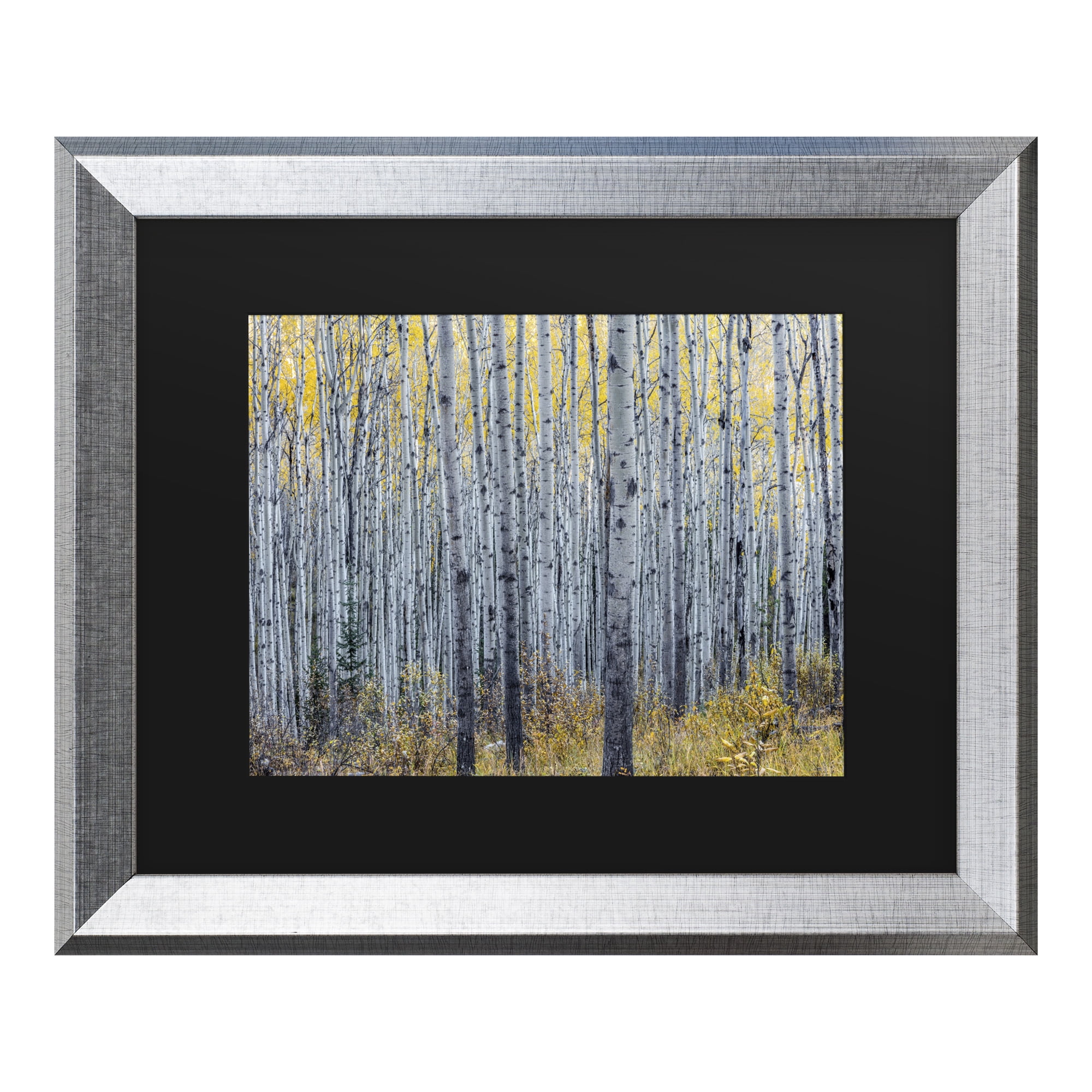 Trademark Fine Art 'Forest of Aspen Trees' Canvas Art by Pierre Leclerc