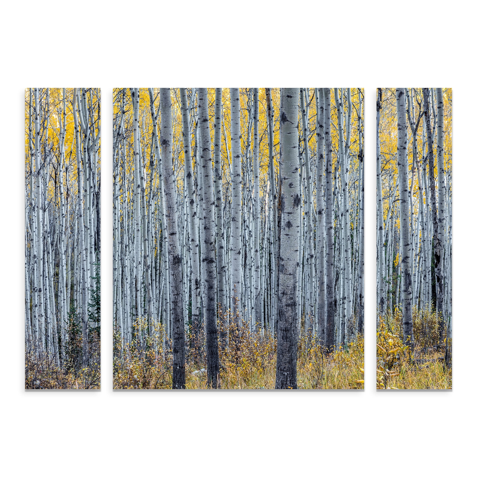 Trademark Fine Art 'Forest of Aspen Trees' Canvas Art by Pierre Leclerc